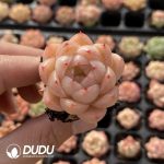 72pcs Echeveria Malgan Seedlings