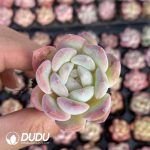 72pcs Echeveria C212 Seedlings