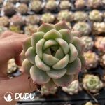 72pcs Echeveria 1 Seedlings