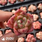 72pcs Echeveria Grimm Seedlings