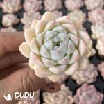 72pcs Echeveria Sakura Dream Seedlings