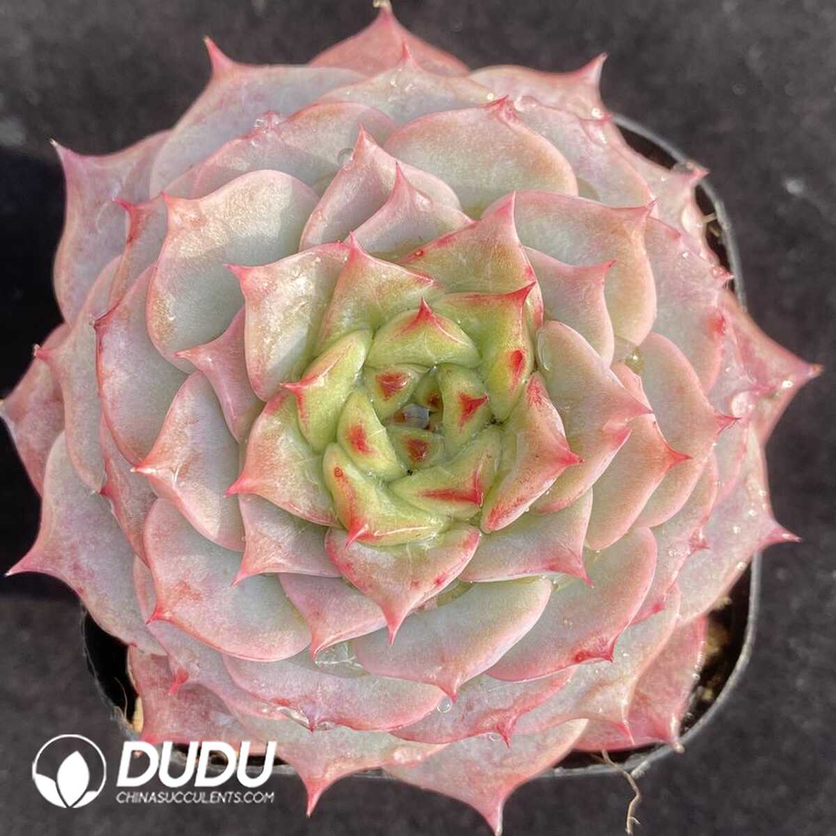 e201-556.jpg Echeveria Velvet - Image 1