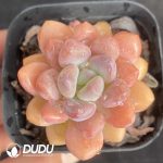 Graptopetalum Daphne