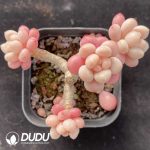 Graptopetalum Daphne Clustering