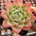 Echeveria Crystal Essence