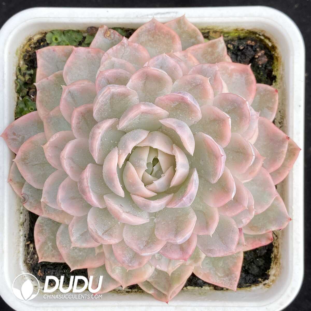 e201-562.jpg Echeveria Snow Ball Variegated - Image 1