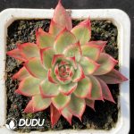 Echeveria peach variegated