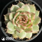 Echeveria Black Crystal Variegated