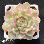 Echeveria Korean Crystal Variegated