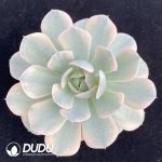 Echeveria Runyonii Variegated