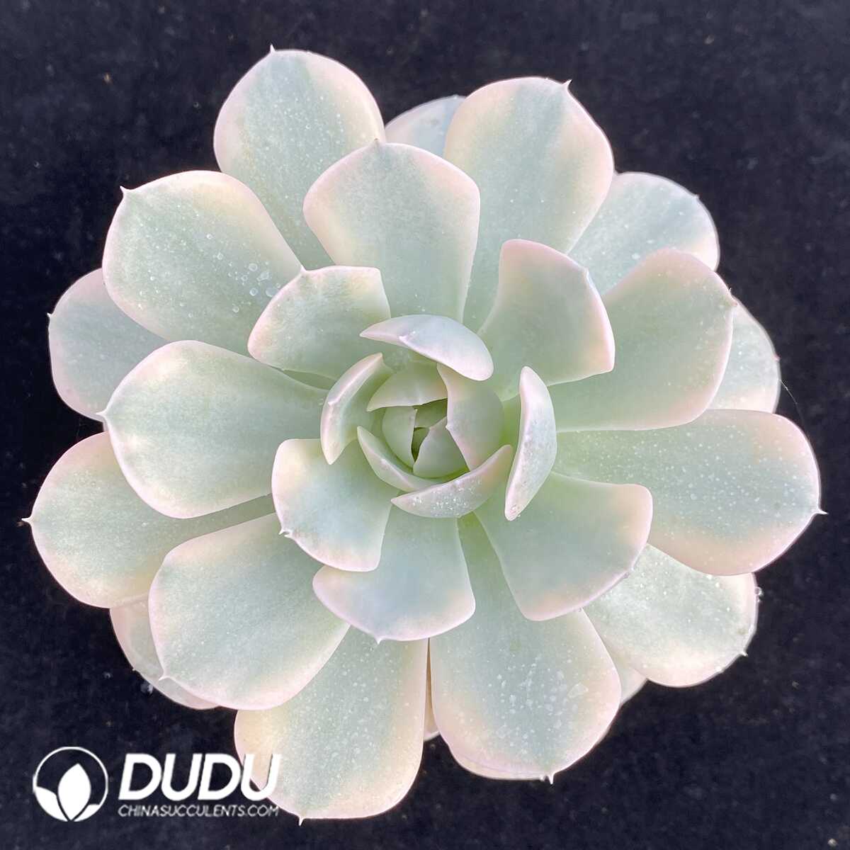 e201-566.jpg Echeveria Runyonii Variegated - Image 1