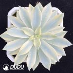 Echeveria Son Of Sun Variegated