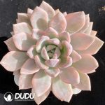 [RTS]Graptoveria Opalina Variegated