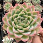 Echeveria Crystal Essence