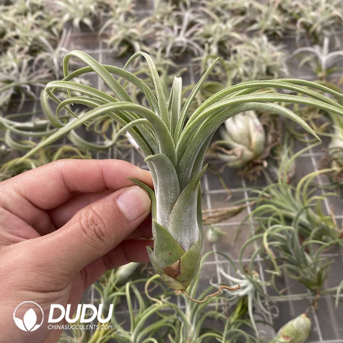 e201-571.jpg Tillandsia Snake Spirit - Image 1