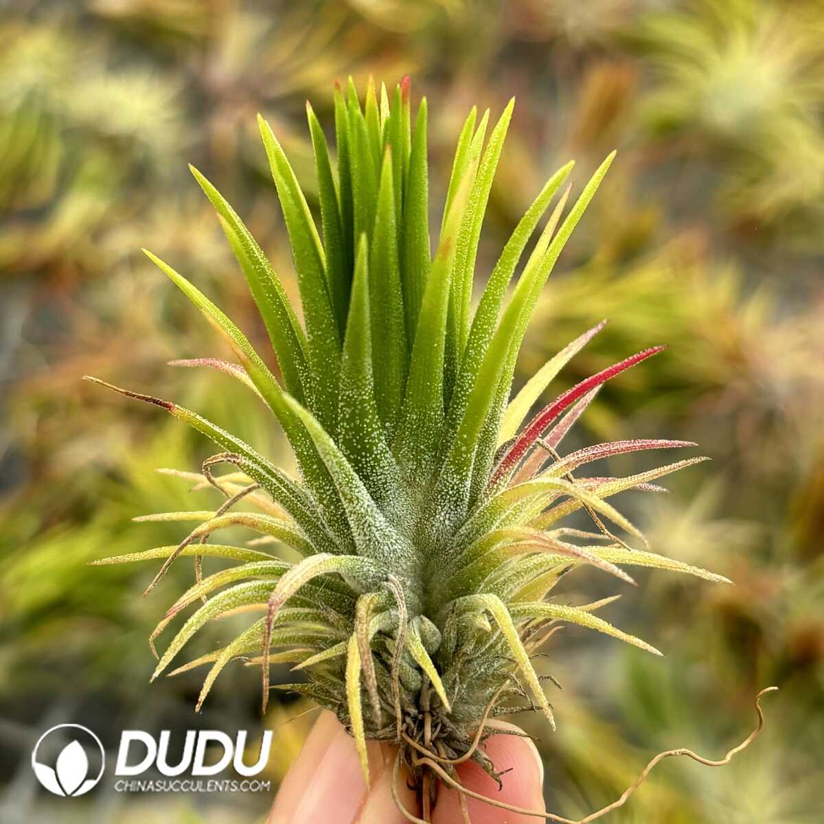 e201-572.jpg Tillandsia Fugu - Image 1