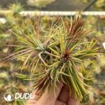 Tillandsia Fugu Cluster