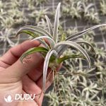 Tillandsia Champagne Mini