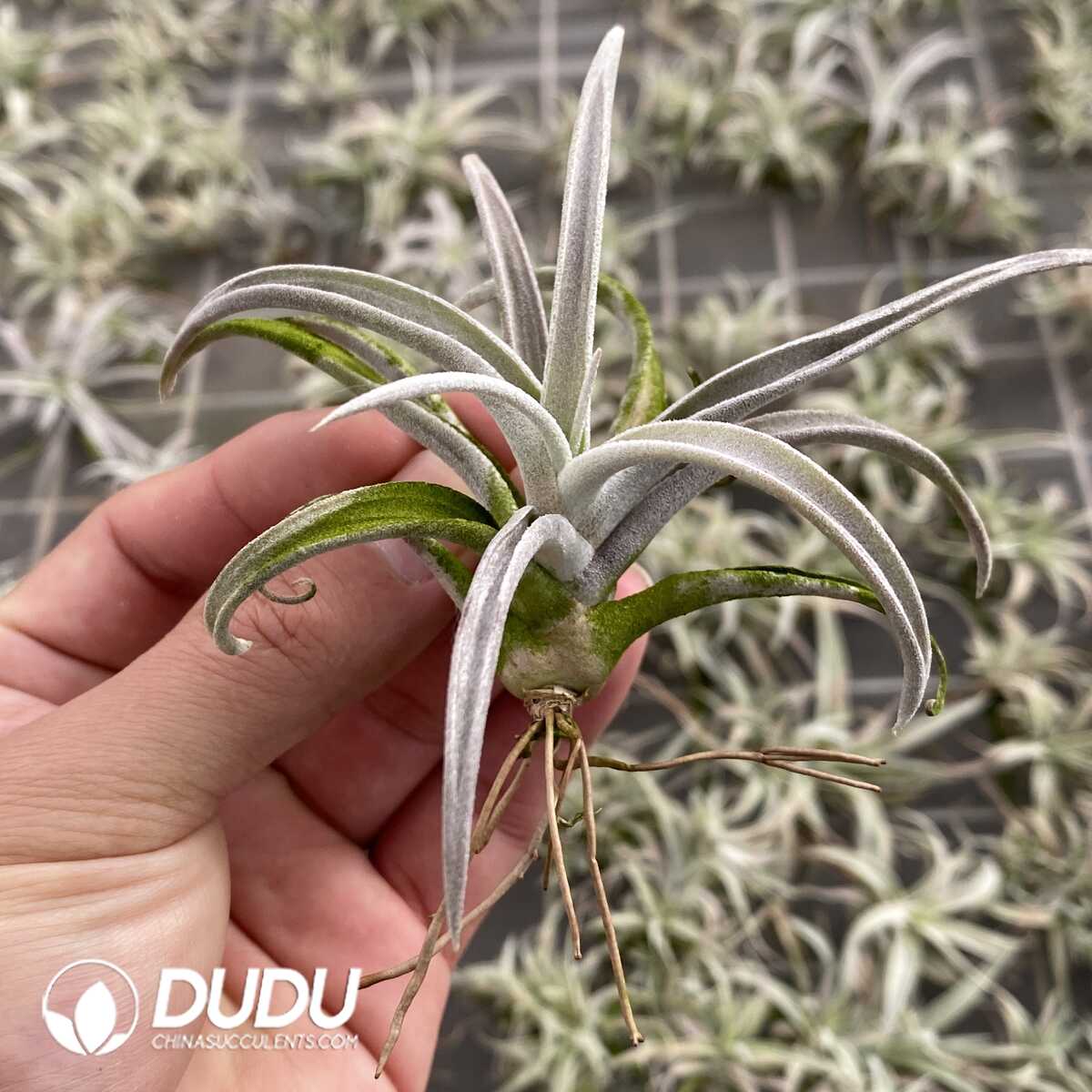 e201-574.jpg Tillandsia Champagne Mini - Image 1