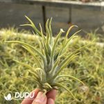 Tillandsia Medusa Hybrid