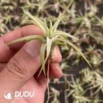 Tillandsia Wanhan