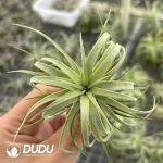 Tillandsia Dragon Twirl