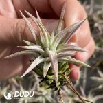 Tillandsia Wanhan Dwarf