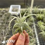 Tillandsia Wanhan Bc Hybrid