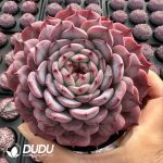 Echeveria Moon Goddess