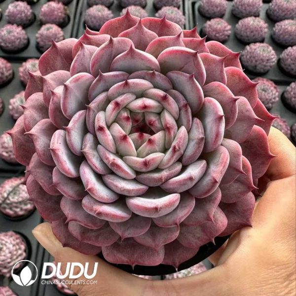 Echeveria Moon Goddess - Image 1