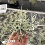 Tillandsia Pufferfish Cluster