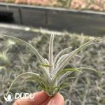 Tillandsia Red Rough skin Hybrid
