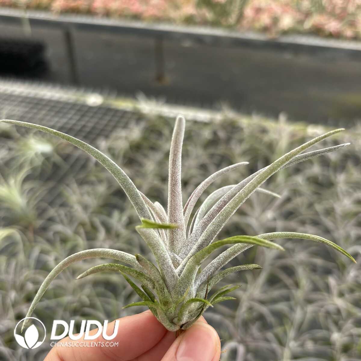 e201-581.jpg Tillandsia Red Rough skin Hybrid - Image 1