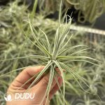 Tillandsia lucida Magnusiana