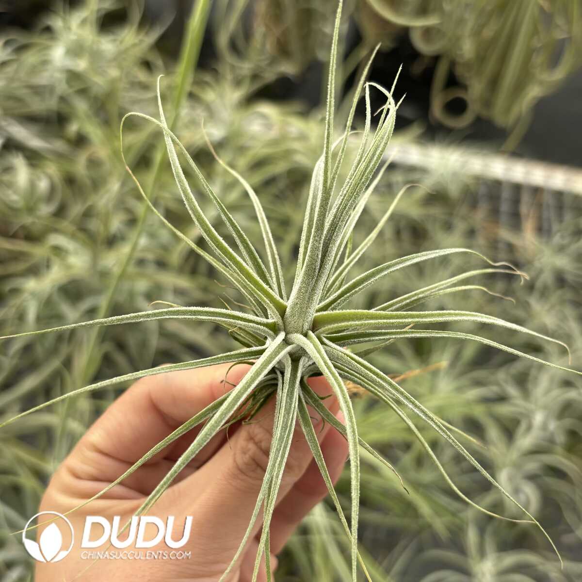 e201-582.jpg Tillandsia lucida Magnusiana - Image 1