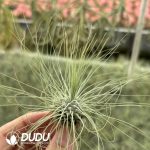 Tillandsia Tectorum