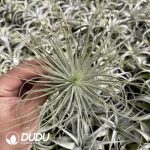 Tillandsia Magnusiana