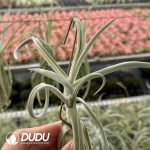 Tillandsia Tree Monkey