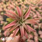 Tillandsia Melanocrater Orange