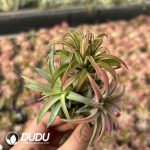 Tillandsia Orange Wanhaan Clustering