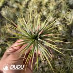 Tillandsia Zebra Sprite