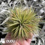 Tillandsia Selene Clustering