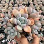 Echeveria Peach Bubble Clustering