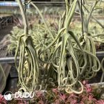 Tillandsia Tree Monkey