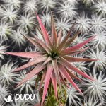 Tillandsia Big Red Dragon