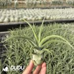 Tillandsia Capitata Peach