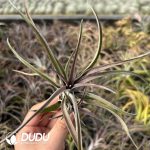 Tillandsia Pseudobaileyi Red