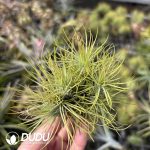 Tillandsia Fox Tail Gem