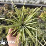 Tillandsia Ionantha Mexican Form Hybrid