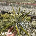Tillandsia Harrisii